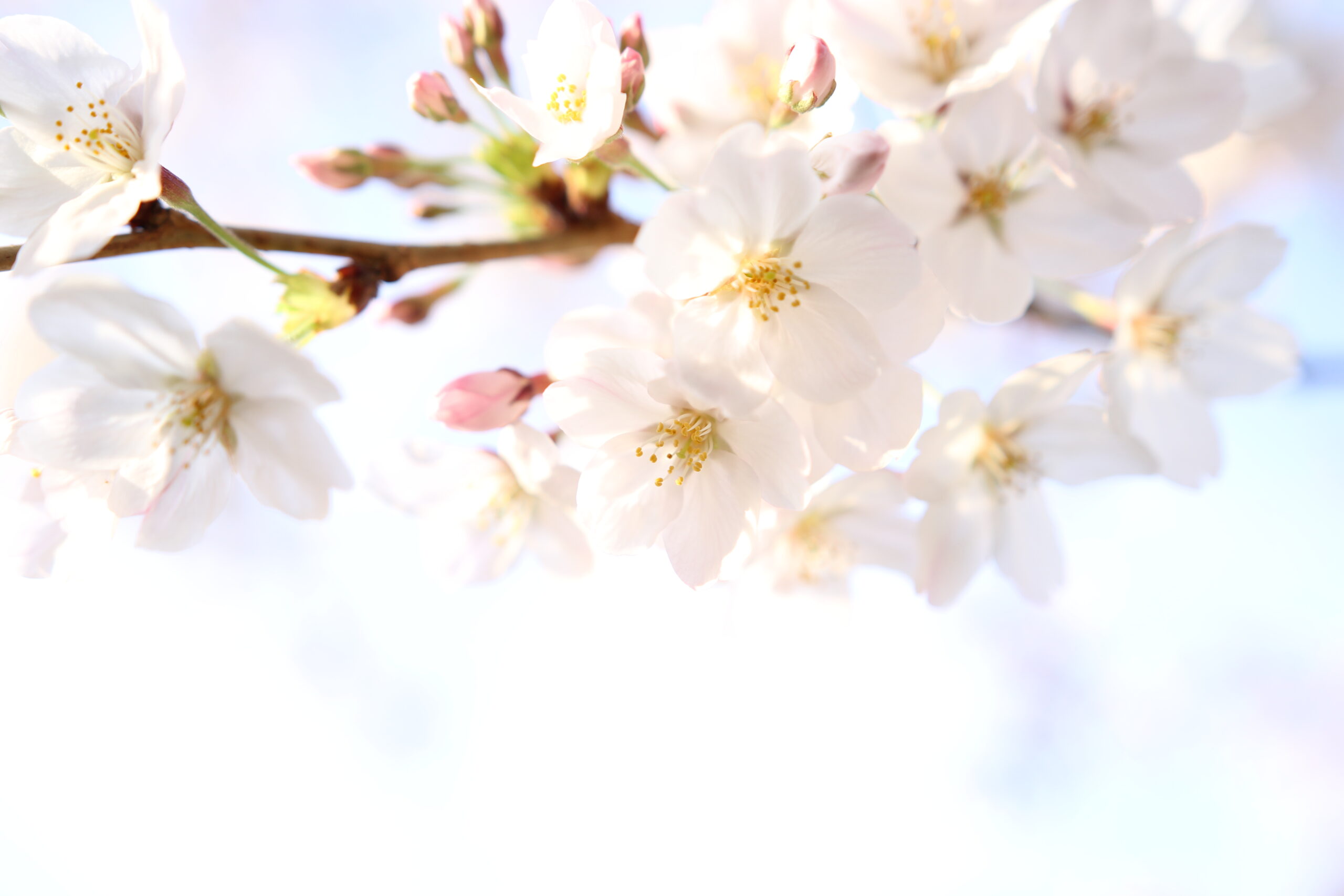 桜007